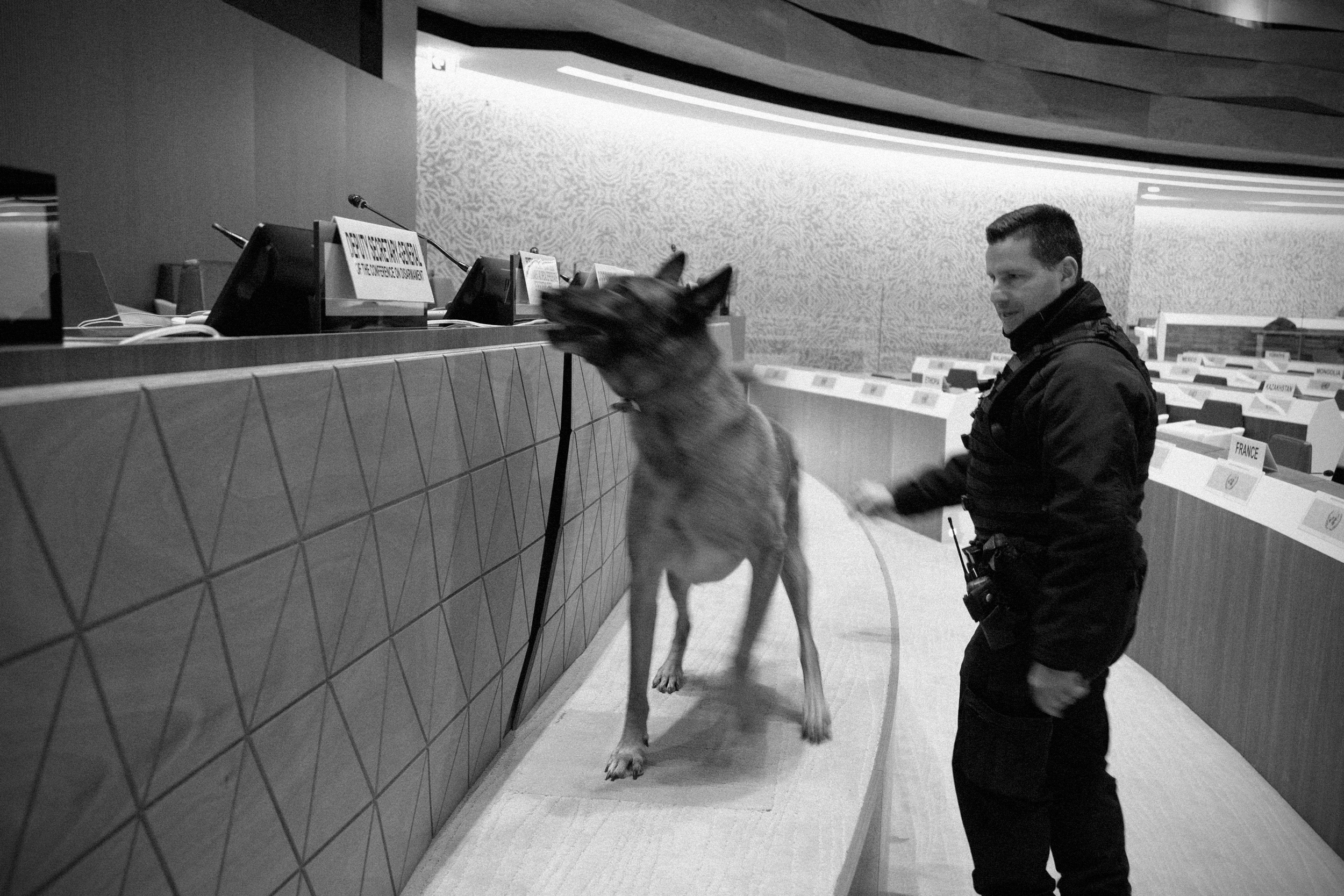 Une photo montrant une salle de conférence avec des rangées de bureaux et de chaises vides. Un chien renifle l'une des chaises, tandis qu'un agent du service de sécurité se tient à proximité. 